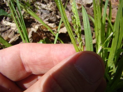 Carex leptonervia