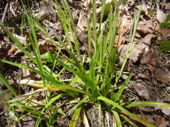 Carex leptonervia