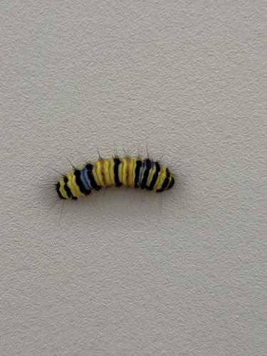 Western Grapeleaf Skeletonizer Moth