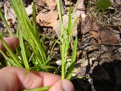 Carex leptonervia