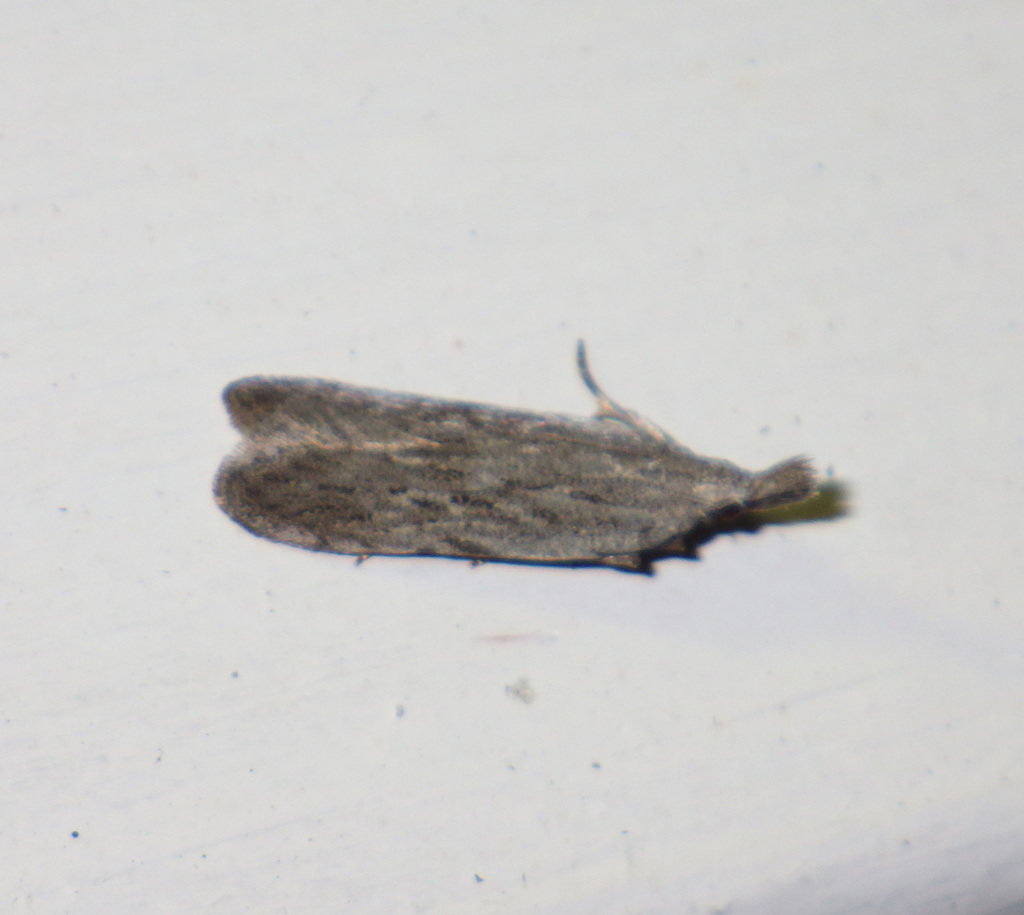 Small Crest