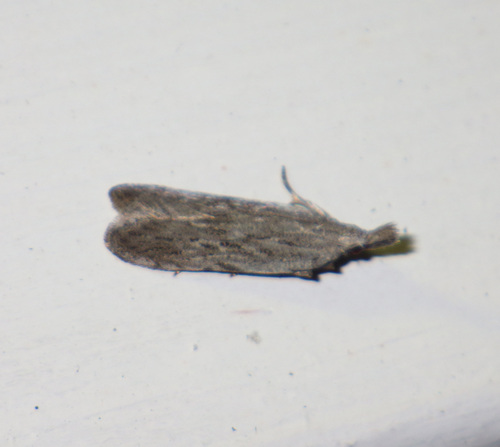 Small Crest