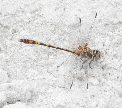 Progomphus alachuensis Byers, 1939