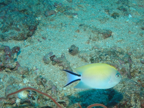 Genicanthus melanospilos observed 2026-10-01