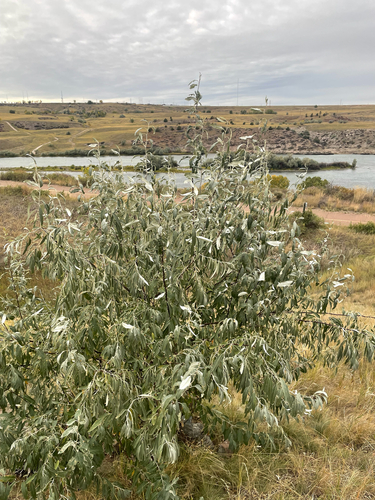 Russian olive