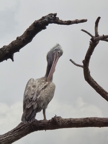 Spot-billed Pelican