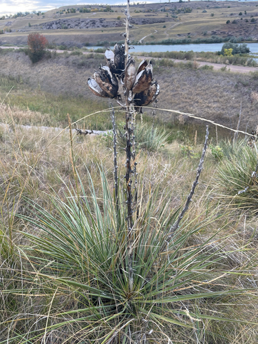 Great Plains yucca