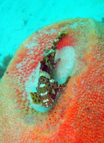 Epinephelus maculatus observed 2026-09-30