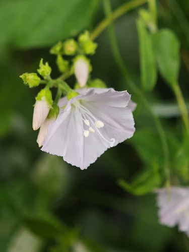 Jacquemontia paniculata observed 2026-10-02