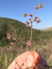 Fringed Spineflower (Chorizanthe fimbriata)