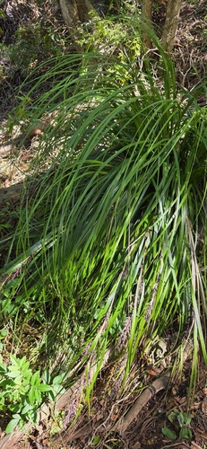 Gahnia beecheyi observed 2026-09-28