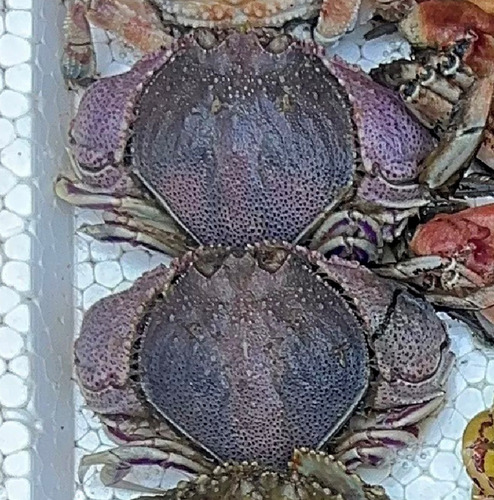 Cycloes granulosa observed 2026-09-14