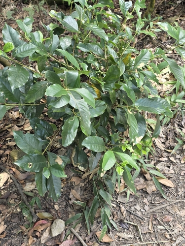 Diplospora dubia observed 2026-10-02