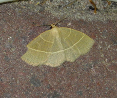 Trisateles emortualis