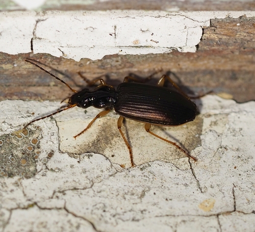 Notagonum, 2026-10-01