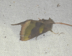 Diachrysia chrysitis