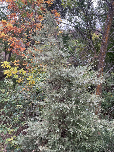 Rocky Mountain Juniper