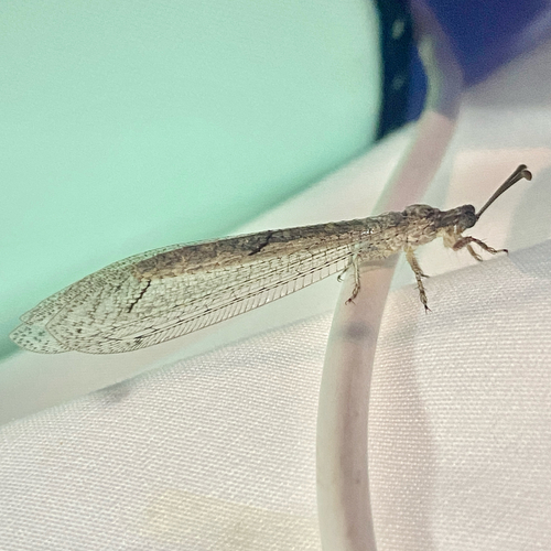 Euptilon ornatum