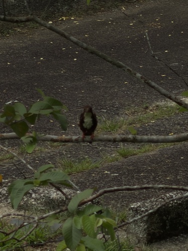 White-throated Kingfisher