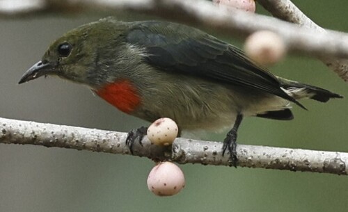 Dicaeum pectorale observed 2026-09-20