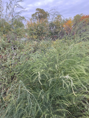 wild asparagus