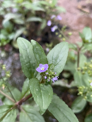 blue water-speedwell