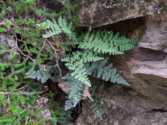 Myriopteris intertexta