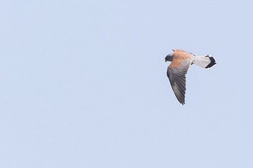 iNaturalist image