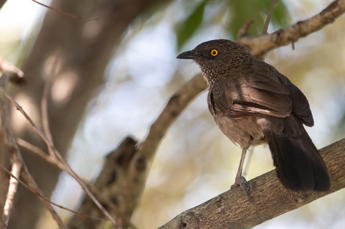 iNaturalist image