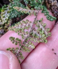 Myriopteris intertexta