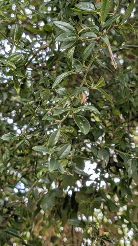 Prinsepia scandens observed 2026-10-02