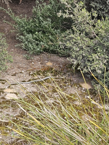 Yellow-faced Whipsnake