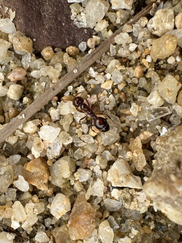 Red Imported Fire Ant