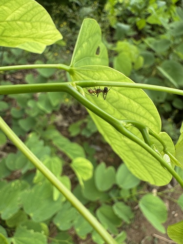 Nicobar Carpenter Ant