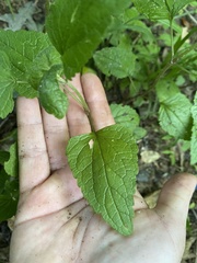 Conoclinium coelestinum