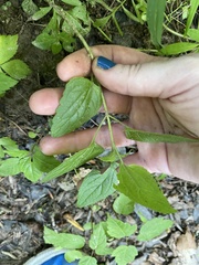 Conoclinium coelestinum