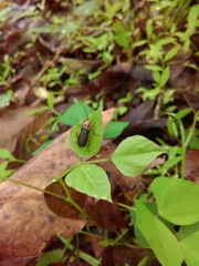 Atalantycha bilineata