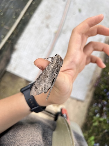 Convolvulus Hawkmoth