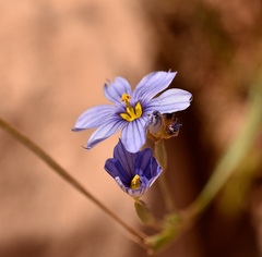 Sisyrinchium halophilum