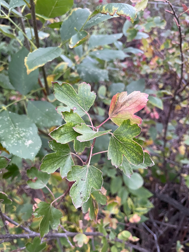 golden currant
