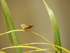 Pristimantis incertus