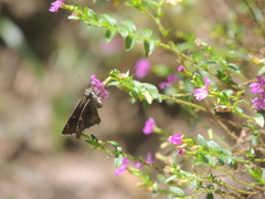 Pristimantis incertus