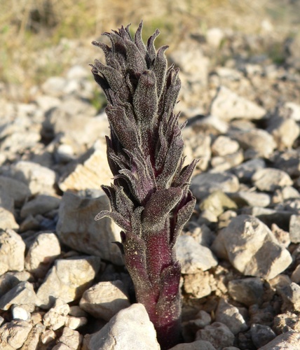 desert broomrape