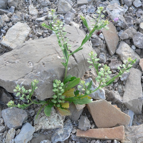 Lepidium lasiocarpum lasiocarpum