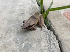 Pristimantis incertus