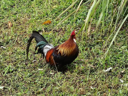 Red Junglefowl