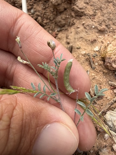Astragalus nuttallianus