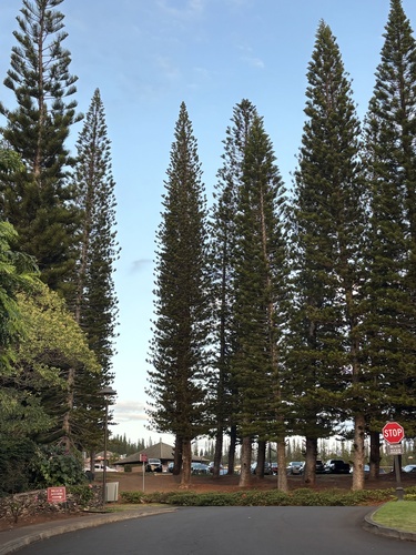 Araucaria columnaris observed 2026-10-01