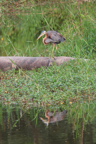 Purple Heron