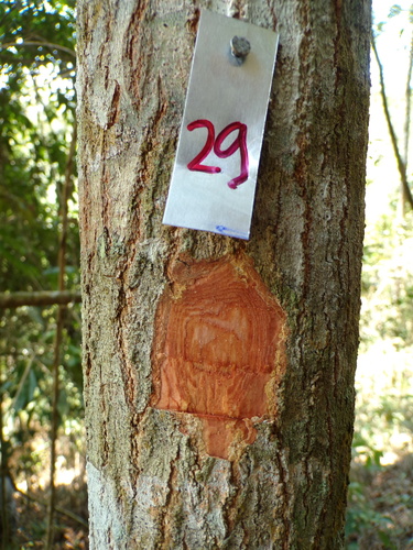 Tapirira guianensis, 2026-09-29